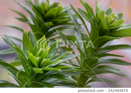 Asiatic Lily (Lilium asiatic hybrid) with upright stems, glossy green, narrow lance-shaped leaves. Asiatic Lily (Lilium asiatic hybrid) with upright stems, glossy green, narrow lance-shaped leaves. 142484879