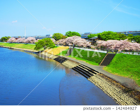 在東京足立區都市農業公園,芝川河畔的櫻花樹景色優美。 在東京足立區都市農業公園,芝川河畔的櫻花樹景色優美。 142484927