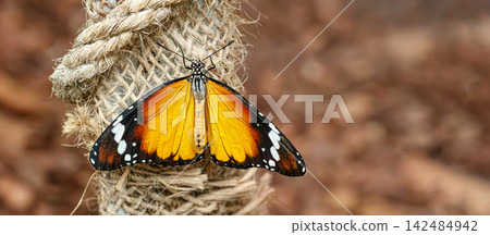 African monarch danaus chrysippus butterfly sitting on jute rope African monarch danaus chrysippus butterfly sitting on jute rope 142484942