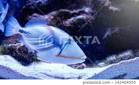 Colorful tropical reef fish background for creative graphic design banner Colorful tropical reef fish background for creative graphic design banner 142484950