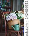 Spring studio scene with hydrangeas in wicker basket and green watering can 142484952