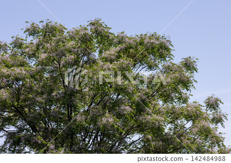 Blue sky and a chinaberry tree Blue sky and a chinaberry tree 142484988