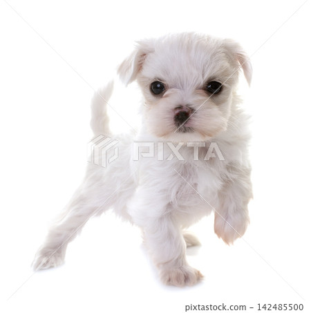 Bichon Frise in studio Bichon Frise in studio 142485500