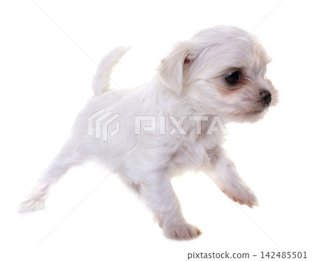 Bichon Frise in studio Bichon Frise in studio 142485501