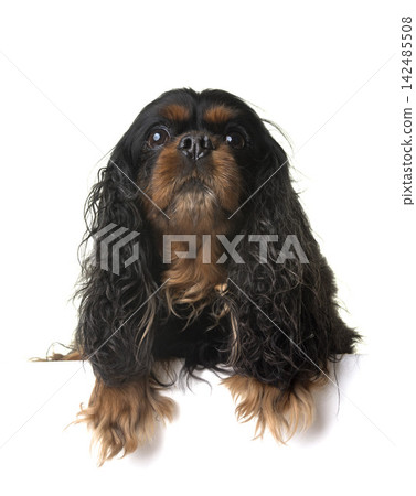 cavalier king charles cavalier king charles 142485508