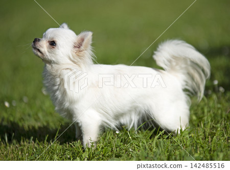 chihuahua in nature chihuahua in nature 142485516