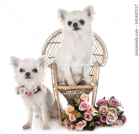 two chihuahua in studio two chihuahua in studio 142485517