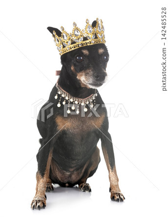 miniature pinscher in studio miniature pinscher in studio 142485528