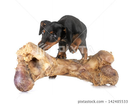 miniature pinscher in studio 142485533