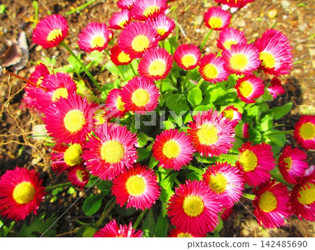 A scene of pink daisies in full bloom. A scene of pink daisies in full bloom. 142485690
