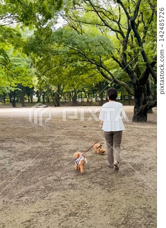 一位女性的生活方式:帶著兩隻小狗在綠樹環繞的廣場上散步。 一位女性的生活方式:帶著兩隻小狗在綠樹環繞的廣場上散步。 142485726