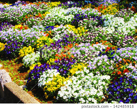 A scene of a flowerbed in full bloom A scene of a flowerbed in full bloom 142485918