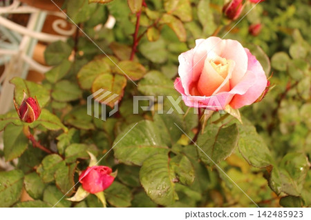 玫瑰,淡紅色,白色花園 玫瑰,淡紅色,白色花園 142485923