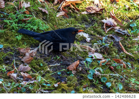 Male Common Blackbird Standing on Green Moss Male Common Blackbird Standing on Green Moss 142486628