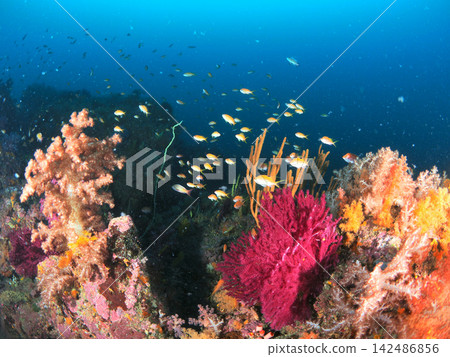 A school of sea urchins and goldfish anthias standing in the sea off Ito A school of sea urchins and goldfish anthias standing in the sea off Ito 142486856