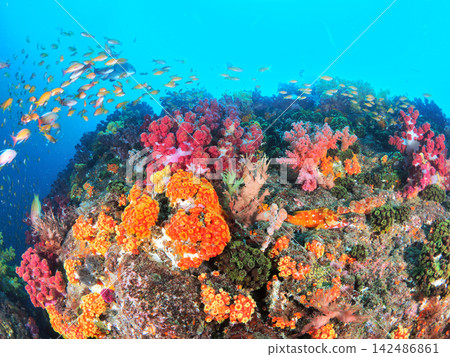 Orange corals and soft corals adorn the reefs of Ito. 142486861