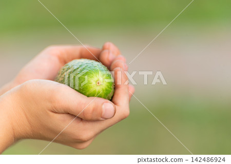 Child's hands gently holding a small, green, freshly picked cucumber, symbolizing organic farming, healthy eating, and the bounty of nature's harvest with a blurred natural background Child's hands gently holding a small, green, freshly picked cucumber, symbolizing organic farming, healthy eating, and the bounty of nature's harvest with a blurred natural background 142486924