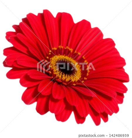Gerbera 142486939