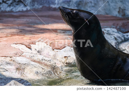 Sea Lion Portrait with Head Raised Looking Up Beside Rocky Shore Sea Lion Portrait with Head Raised Looking Up Beside Rocky Shore 142487100