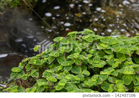 Green Textured Leaves Growing by Stream with Water Bokeh Background Green Textured Leaves Growing by Stream with Water Bokeh Background 142487106