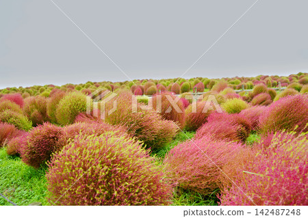 在陰雲密佈的天空下,地膚草開始變色,蔓延至日立海濱公園。 在陰雲密佈的天空下,地膚草開始變色,蔓延至日立海濱公園。 142487248