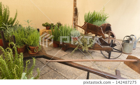 Vintage wooden wheelbarrows with potted herbs and metal watering cans create a rustic garden display. Concepts: gardening, horticulture, sustainability, heritage, traditional lifestyle. Vintage wooden wheelbarrows with potted herbs and metal watering cans create a rustic garden display. Concepts: gardening, horticulture, sustainability, heritage, traditional lifestyle. 142487275