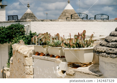 Traditional trulli rooftops frame Opuntia microdasys planters in Alberobello, Italy. Scene represents heritage, resilience, Italian living and travel Traditional trulli rooftops frame Opuntia microdasys planters in Alberobello, Italy. Scene represents heritage, resilience, Italian living and travel 142487329