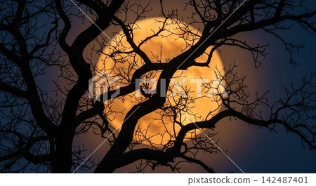 silhouette tree with sunset sky silhouette tree with sunset sky 142487401