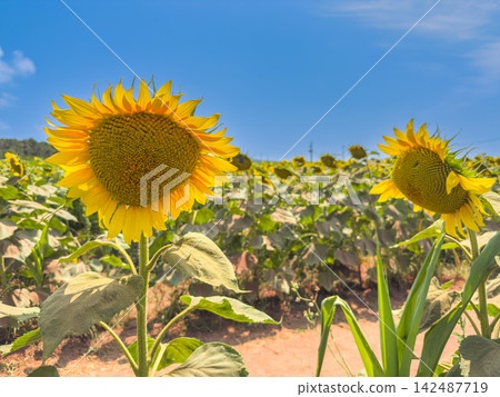 Vibrant blooming sunflowers under bright blue sky 142487719