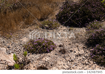 Wild purple thyme flowers blooming on rocky limestone ground in Mediterranean countryside. Wild purple thyme flowers blooming on rocky limestone ground in Mediterranean countryside. 142487945