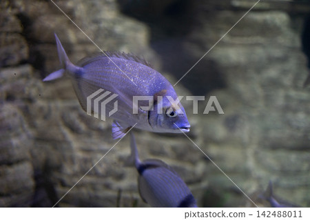 Gilthead seabream dorada fish swimming underwater near stones in marine aquarium background tank. Gilthead seabream dorada fish swimming underwater near stones in marine aquarium background tank. 142488011