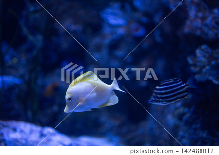 Yellow tang fish swimming underwater in coral reef aquarium background. Yellow tang fish swimming underwater in coral reef aquarium background. 142488012