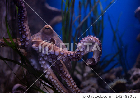 Common octopus vulgaris swimming underwater near green seaweed blue marine aquarium tank background Common octopus vulgaris swimming underwater near green seaweed blue marine aquarium tank background 142488013