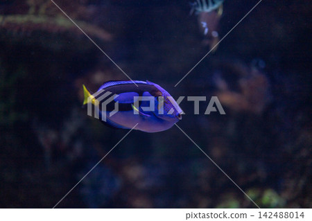 Blue tang regal surgeonfish swimming underwater in dark deep tropical coral reef aquarium background Blue tang regal surgeonfish swimming underwater in dark deep tropical coral reef aquarium background 142488014