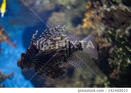 Red lionfish zebra fish swimming underwater in tropical marine coral reef aquarium background tank 142488015