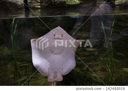Stingray swimming near glass showing mouth and gill slits in marine aquarium water background tank. Stingray swimming near glass showing mouth and gill slits in marine aquarium water background tank. 142488016