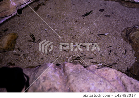 Small fish fry swimming over sandy bottom near stones in shallow water marine aquarium background. Small fish fry swimming over sandy bottom near stones in shallow water marine aquarium background. 142488017