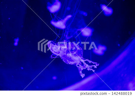 Sea nettle jellyfish chrysaora quinquecirrha swimming underwater in neon blue marine aquarium tank. Sea nettle jellyfish chrysaora quinquecirrha swimming underwater in neon blue marine aquarium tank. 142488019