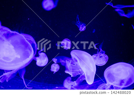 Moon jellyfish aurelia aurita group floating underwater in dark blue neon marine aquarium background 142488020