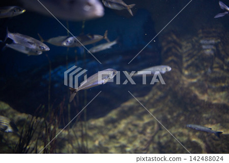 Bogue boops boops fish school swimming underwater in dark blue marine aquarium background tank. Bogue boops boops fish school swimming underwater in dark blue marine aquarium background tank. 142488024
