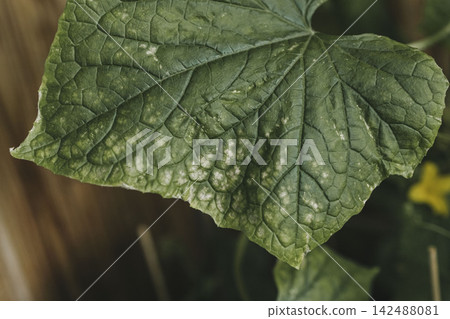 Cucumber disease. Leaf disease in garden. Agriculture, vegetable garden, seedlings. Cucumber disease. Leaf disease in garden. Agriculture, vegetable garden, seedlings. 142488081