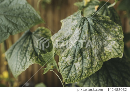 Cucumber disease. Leaf disease in garden. Agriculture, vegetable garden, seedlings. Cucumber disease. Leaf disease in garden. Agriculture, vegetable garden, seedlings. 142488082
