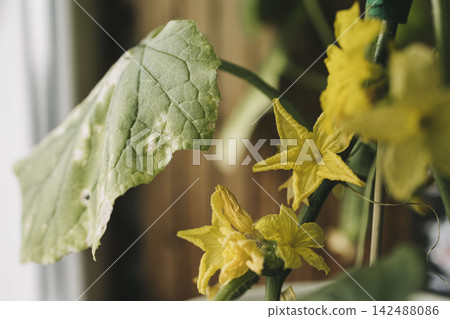 Cucumber disease. Leaf disease in garden. Agriculture, vegetable garden, seedlings. Cucumber disease. Leaf disease in garden. Agriculture, vegetable garden, seedlings. 142488086