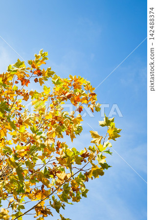 Colorful leaves illuminated by sunlight against blue sky forming natural autumn frame and bright backdrop. Colorful leaves illuminated by sunlight against blue sky forming natural autumn frame and bright backdrop. 142488374