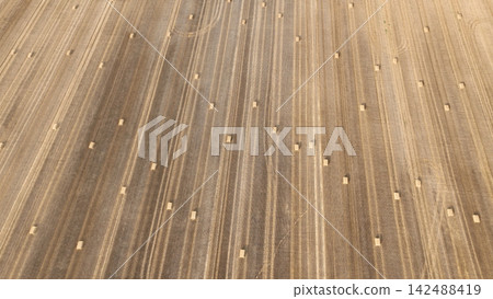 Straw harvested bales hay aerial drone view captures a vast agricultural field freshly bales harvested wheat field common wheat Triticum aestivum, long, precise parallel tracks heavy farm machinery 142488419