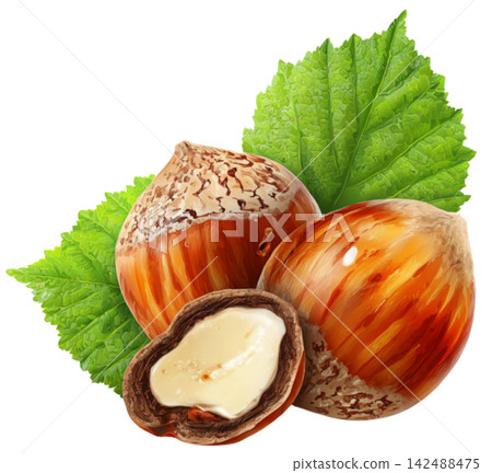 hazelnut 142488475