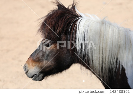 Shetland pony profile.Pony sandy background. High quality 4k footage Shetland pony profile.Pony sandy background. High quality 4k footage 142488561
