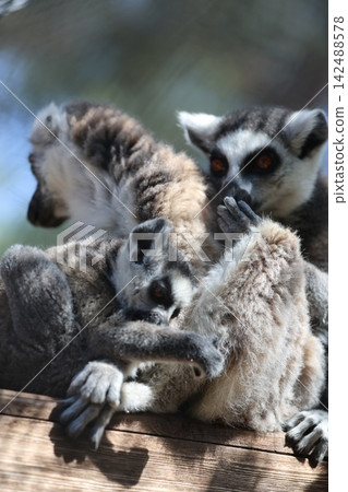 Lemurs sunbathing bench.Lemurs cuddling tree. High quality 4k footage Lemurs sunbathing bench.Lemurs cuddling tree. High quality 4k footage 142488578
