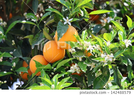Green orange leaves, ripe oranges, flowering orange tree.Oranges green leaves Green orange leaves, ripe oranges, flowering orange tree.Oranges green leaves 142488579