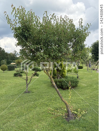 A large deciduous tree in a well-kept garden under a cloudy sky. Garden design A large deciduous tree in a well-kept garden under a cloudy sky. Garden design 142488645